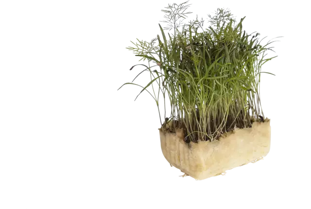Olympia cress single